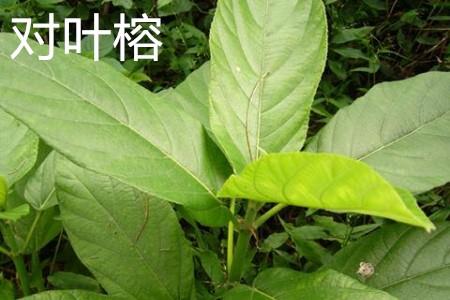 The leaves of Ficus truncatula.jpg