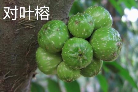 Ficus bifoliata fruit.jpg