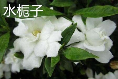 Water Gardenia