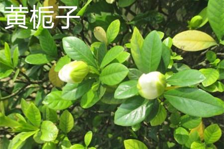 Yellow Gardenia, leaves.jpg