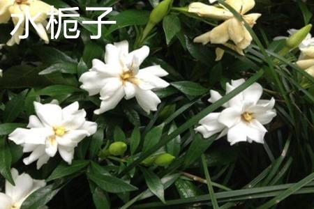 Water Gardenia