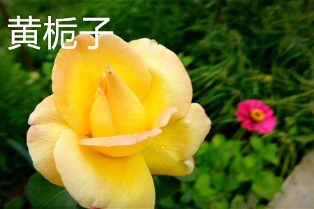 Yellow Gardenia, Flower.jpg