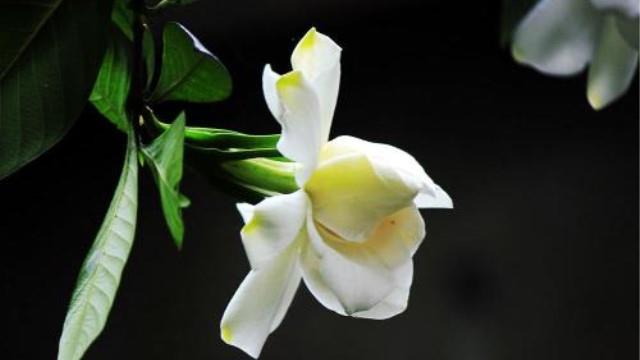 The difference between water gardenia and yellow gardenia