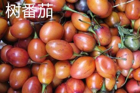 Tamarillo, fruit.jpg