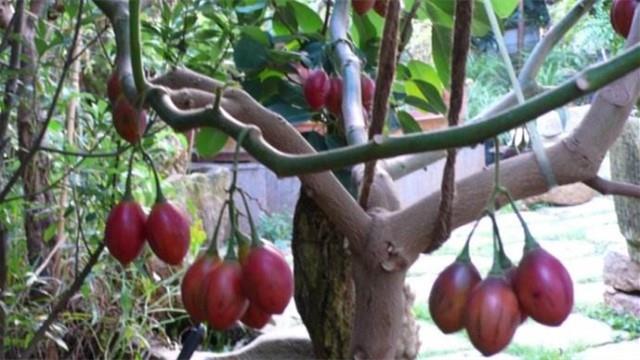 The difference between tamarillo and tomato