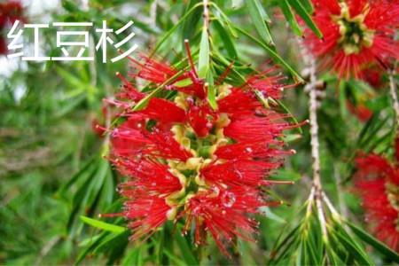 Yew flower.jpg