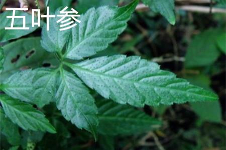 Five-leaf ginseng