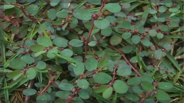 The difference between Phyllostachys spp. and Phyllostachys striata