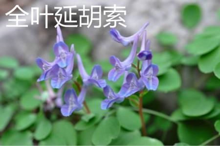 Corydalis whole-leaf