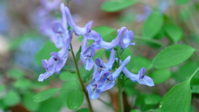 The difference between whole-leaf Corydalis and Corydalis