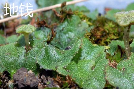 Morgan liverwort