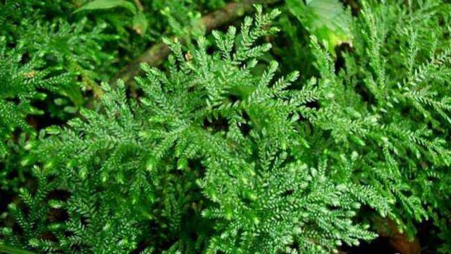 The difference between liverwort and selaginella