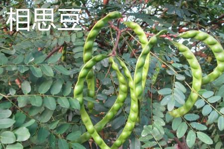 Acacia bean.jpg