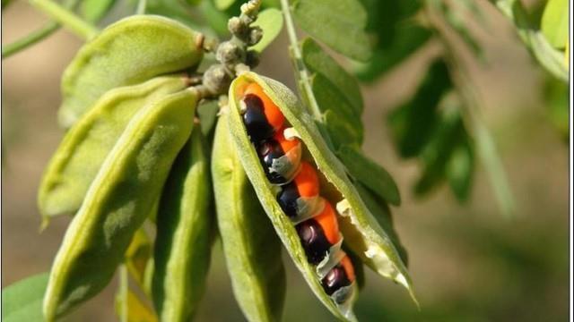 The difference between Acacia seeds and Acacia beans