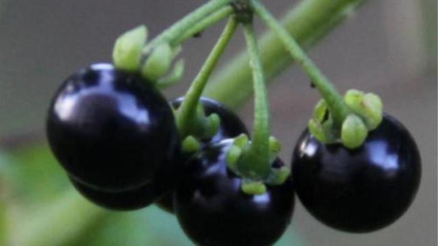 The difference between black wolfberry and black wolfberry