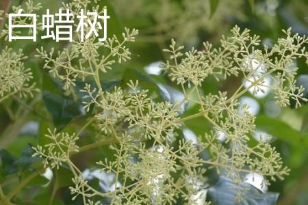 Ash tree, flowers.jpg