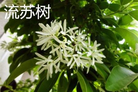 Tassel tree, flower.jpg