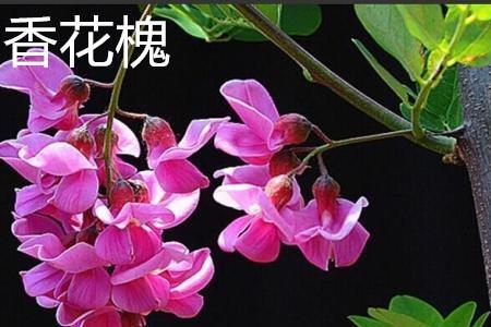 香花槐