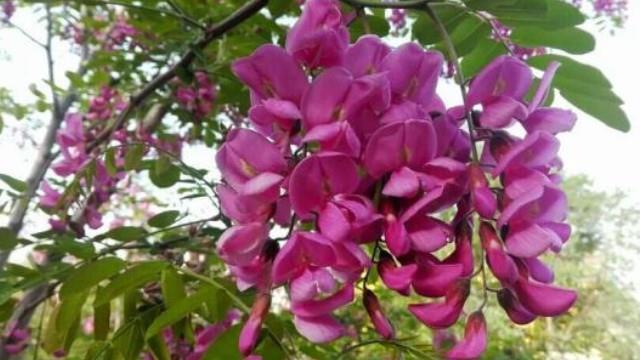 The difference between Sophora japonica and Sophora japonica