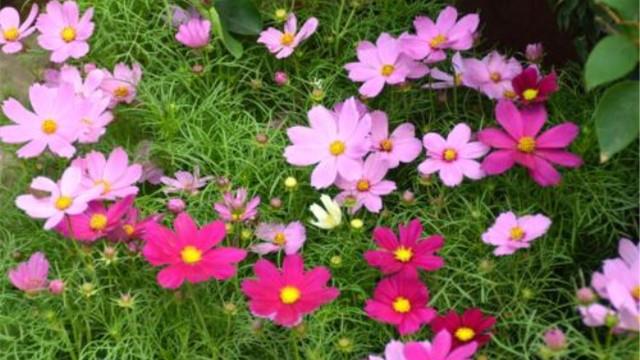 The difference between cosmos and galsang flowers