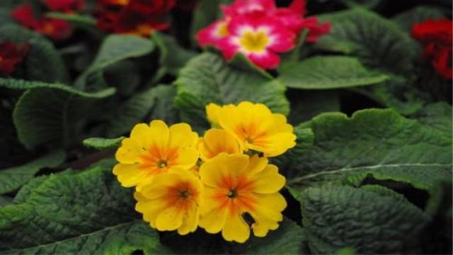 The difference between European primula and primula