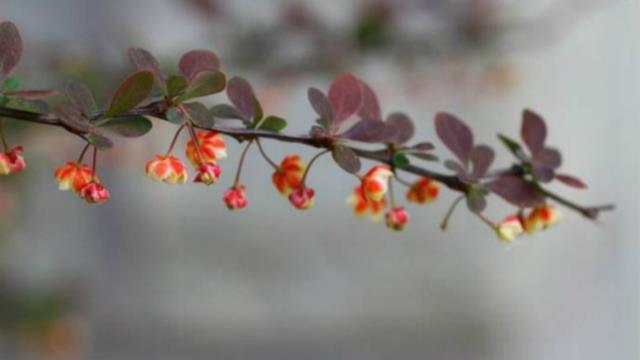 The difference between purple-leaf barberry and red-flowered barberry