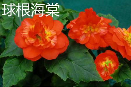 Begonia bulb