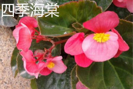 Four Seasons Begonia