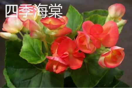 Bulb Begonia