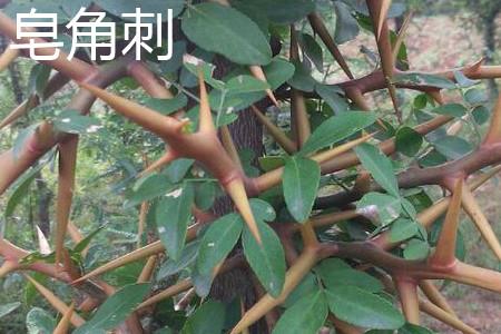Soaponia thorn leaves.jpg