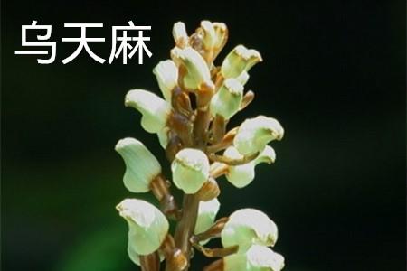 Gastrodia elata.jpg