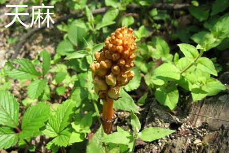 Gastrodia elata