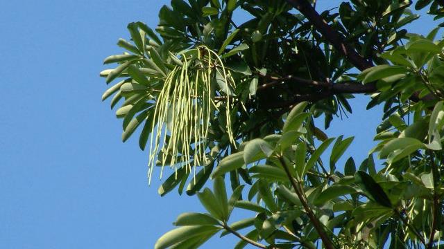 The difference between chicle tree and heather