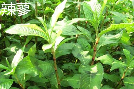 Polygonum spicy