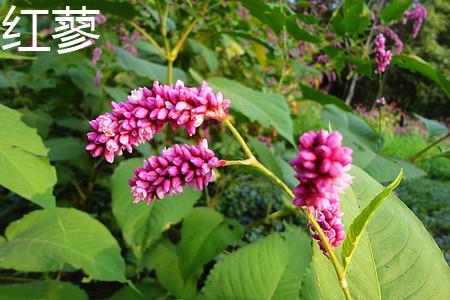 Red Polygonum