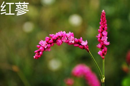 Red Polygonum