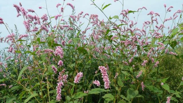 What is the difference between spicy Polygonum and red Polygonum