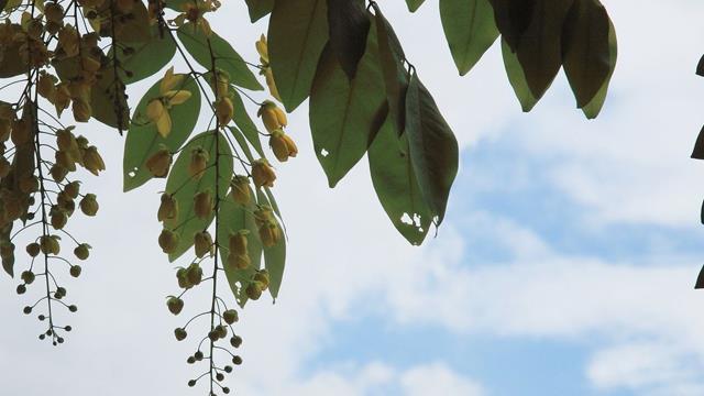 The difference between honey locust and soap locust