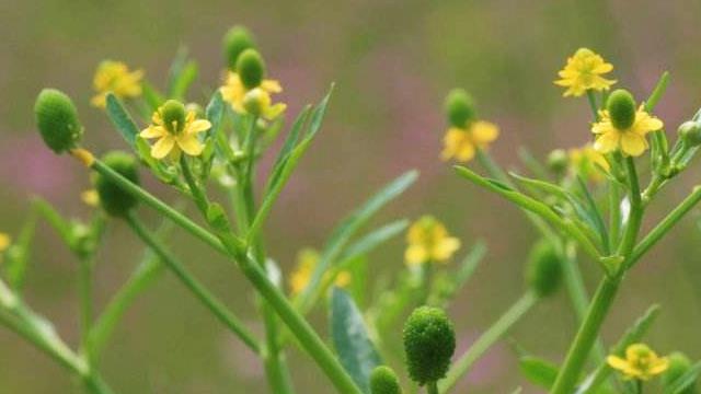 The difference between Shilongrui and fennel and garlic