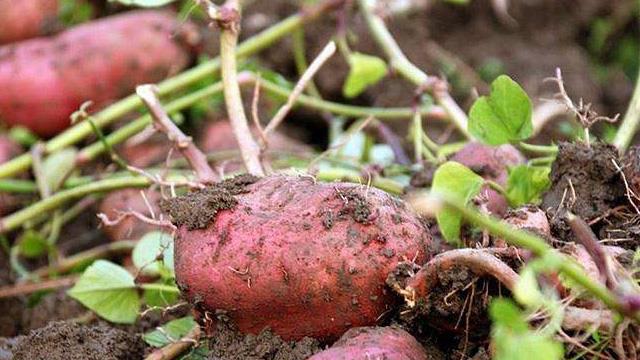 The difference between sweet potato and sweet potato