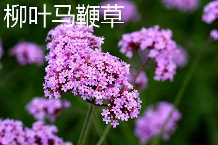 Verbena