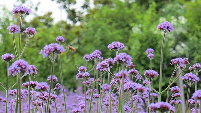 The difference between verbena and lavender