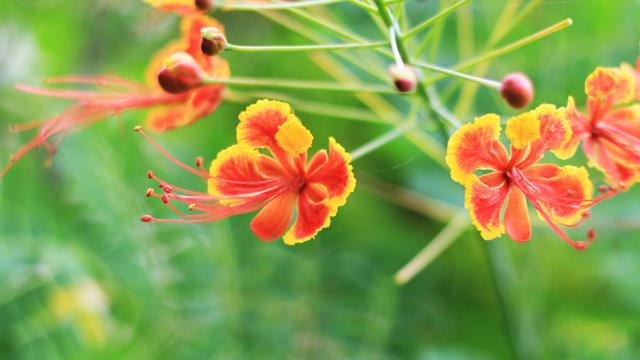 The difference between buttercup and phoenix flower