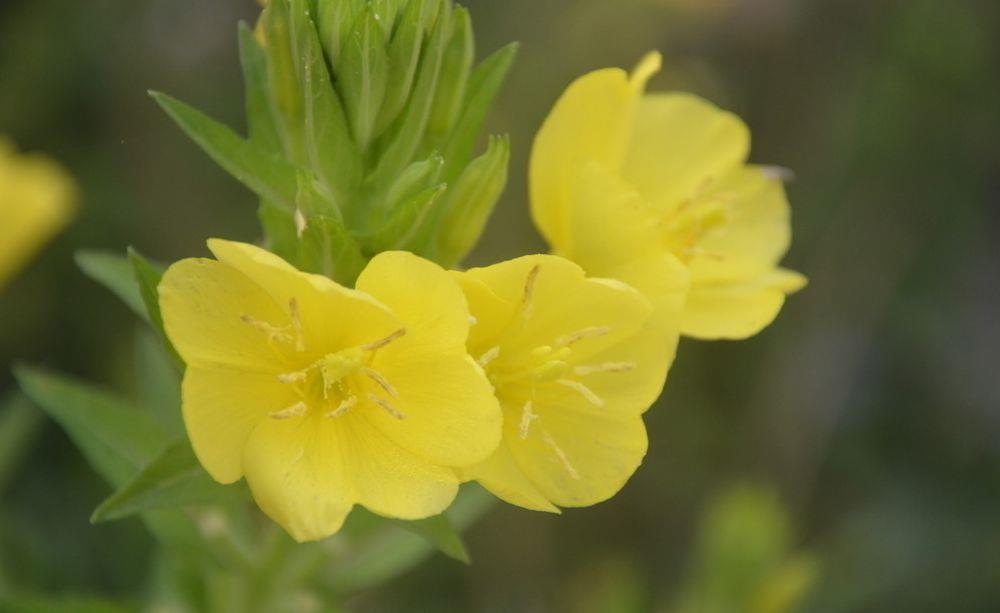 The difference between evening primrose and cranberry