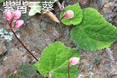 Purple-backed Geranium