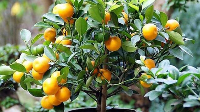 The difference between green kumquat and kumquat