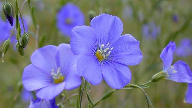 The difference between blue flax and flax flowers