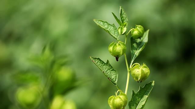 The difference between fake physalis and lantern fruit