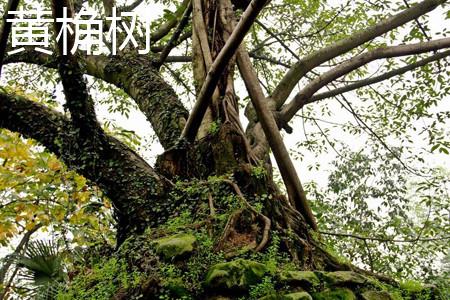 Huangjue tree