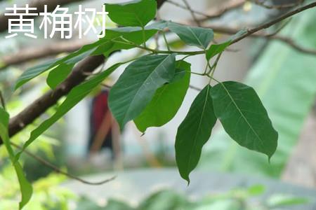 Huangjue tree
